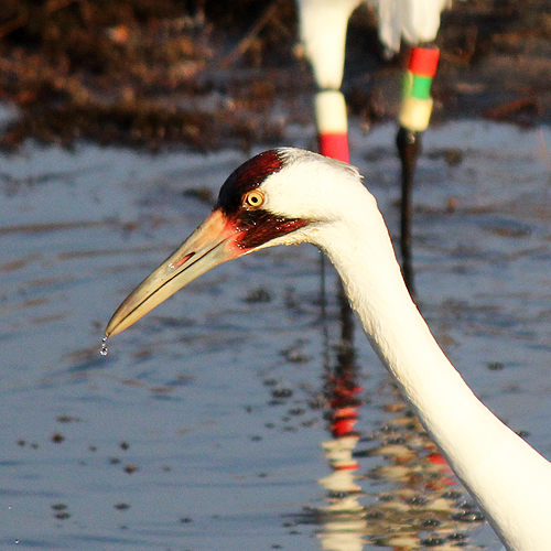 Terrien photo gallery